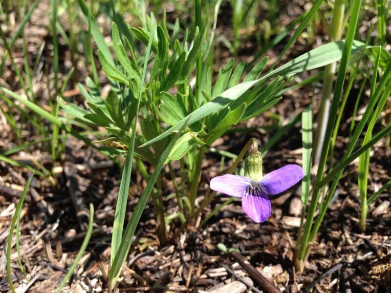 Prairie Violet (Viola palmata var pedatifida) 12-pack of plugs